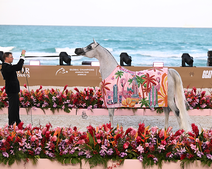 Royal T Arabians Welcomes The Exquisite Exxaltress