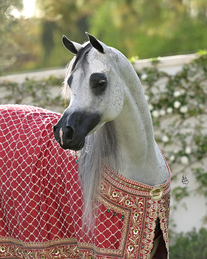 Image 25
