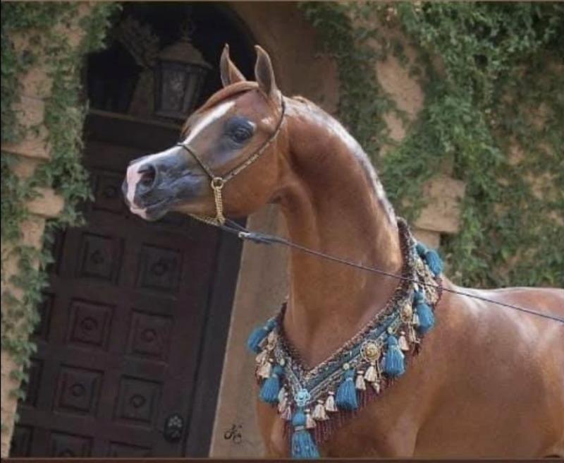 Royal T Phorte
